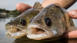 Wolgazander erobert Niedersachsen